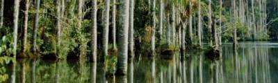 Conservation