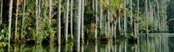Conservation